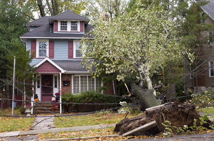 Fallen Tree Damage—Who Pays?