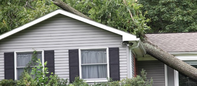 Fallen Tree Damage—Who Pays?